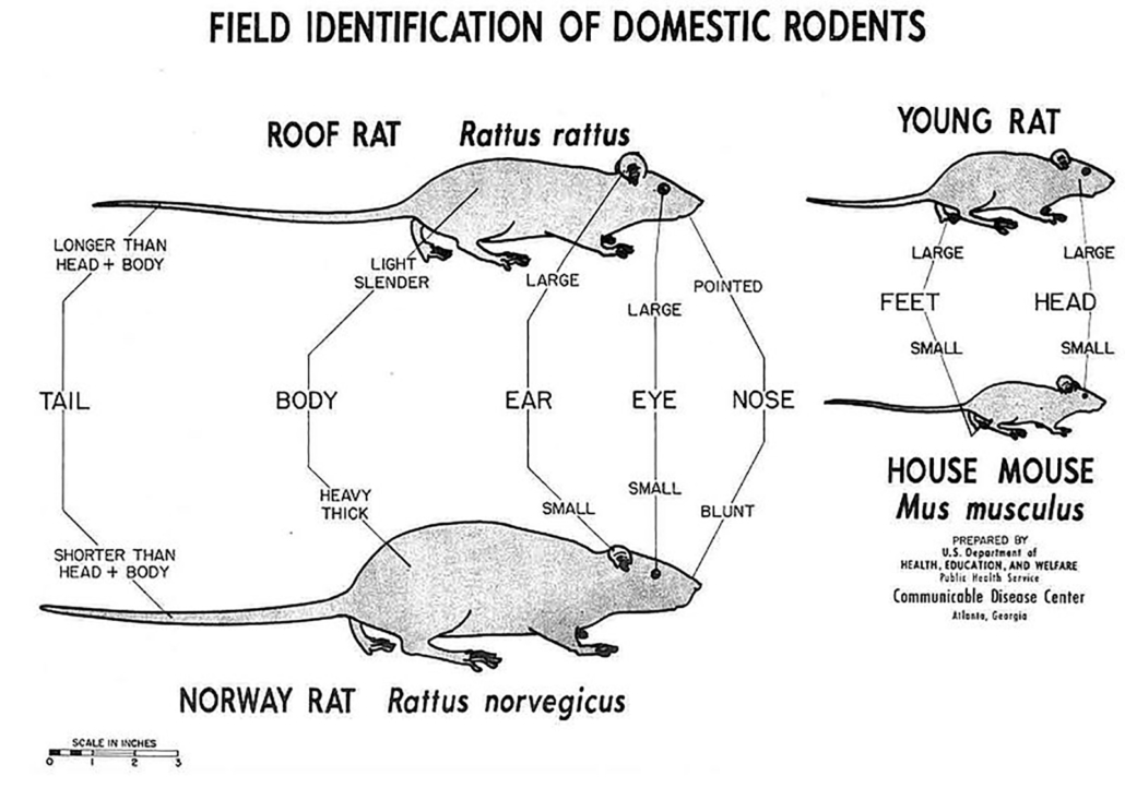 Identificación de campo de roedores.