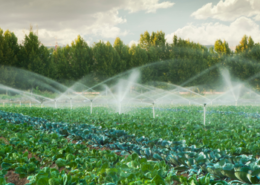 A field of crops being irrigated
