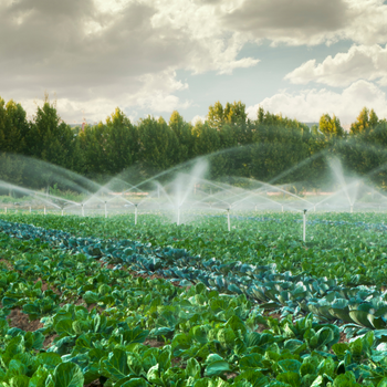 A field of crops being irrigated