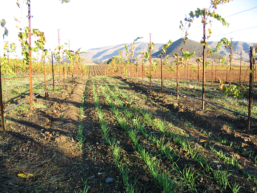 vineyard with alternate rows planted
