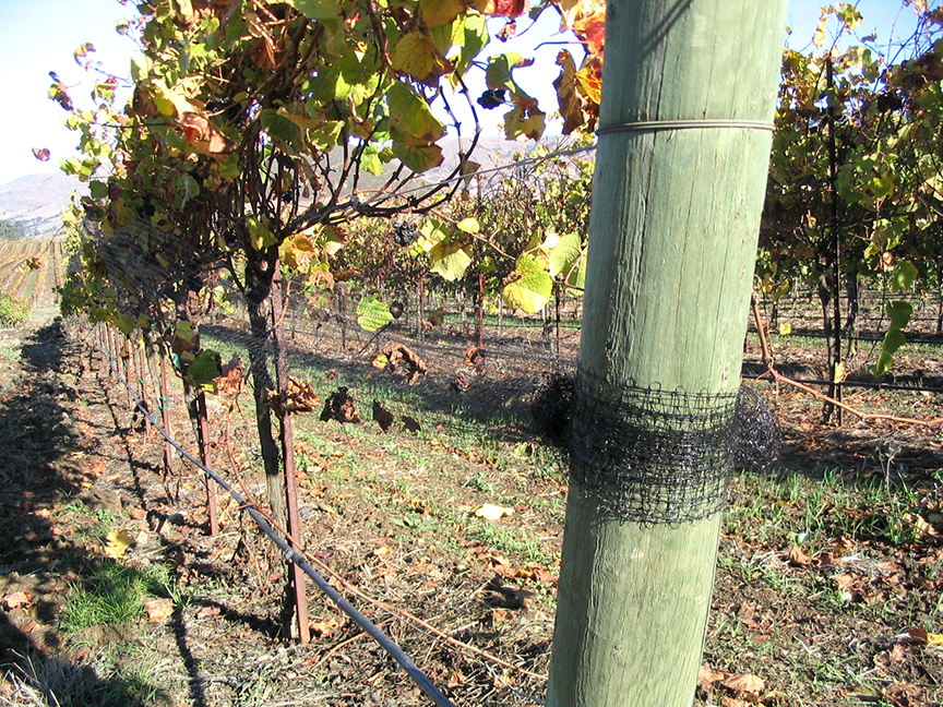 netting attached to a vineyard end post
