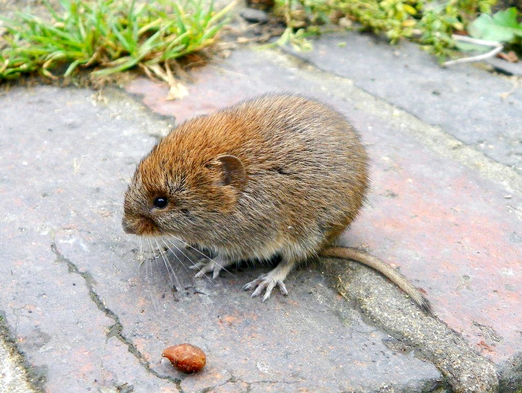 How to Trap Voles