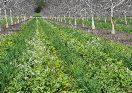 A diverse cover crop of more than a dozen species of grasses, legumes, and mustards