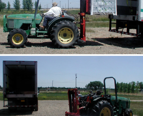 transferring produce from the cooler to a truck using a tractor and forklift