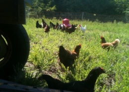 Chickens in a field