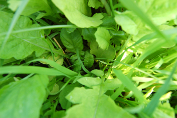 A densely planted cover-crop mix leaves little room for weeds to grow.