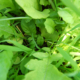A densely planted cover-crop mix leaves little room for weeds to grow.