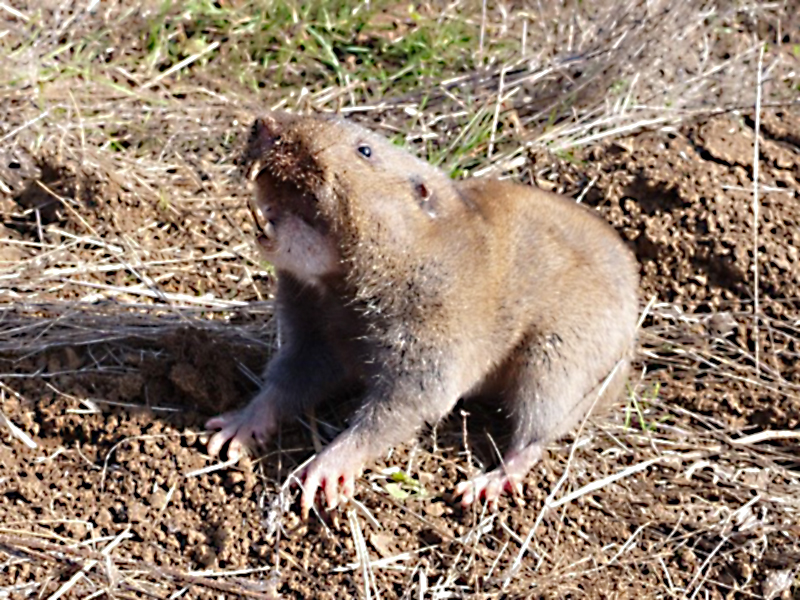 Adult gopher