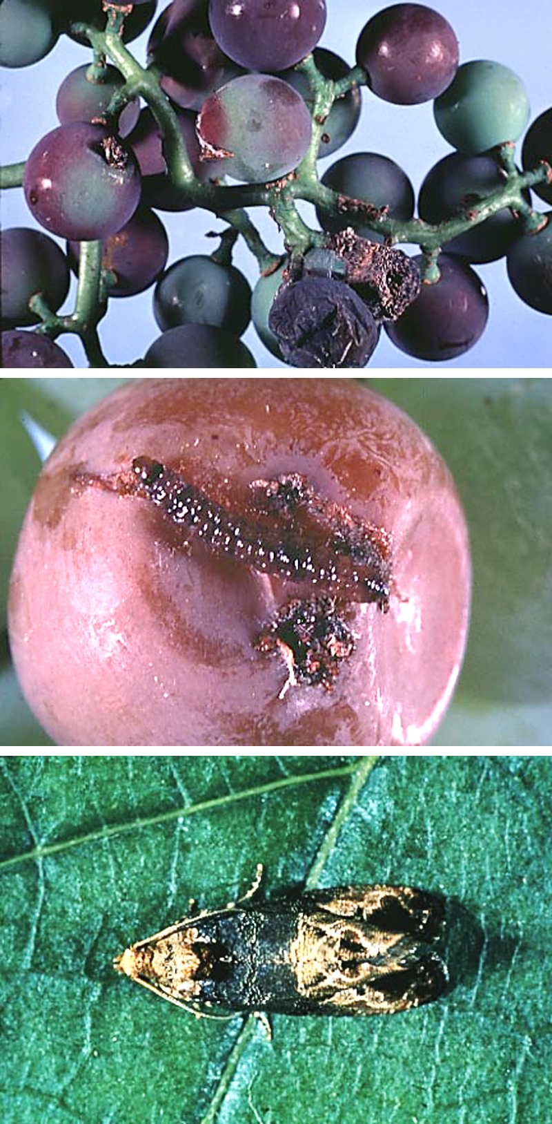 grape berry moth images