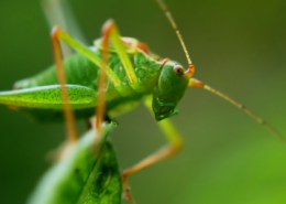 Green grasshopper sits on a leaf