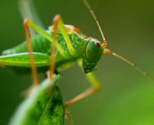 Green grasshopper sits on a leaf