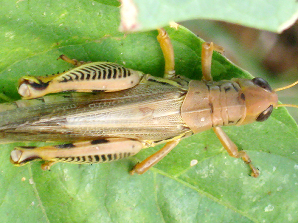 a grasshopper on leaf