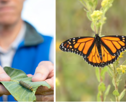 Creando Hábitats Sostenibles para la Mariposa Monarca en California