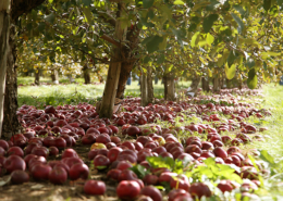 apples lying on the ground under trees, after hail damage
