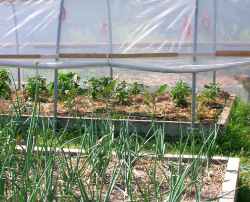 hoop house built over raised bed