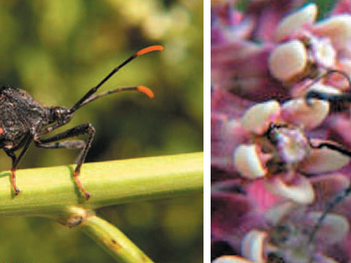 upclose view of squash bug and squash vine borer