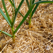 A thick layer of straw mulch serves as a barrier to weeds in this crop of young garlic.