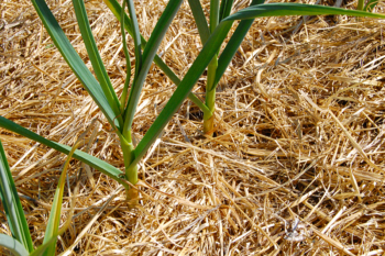 A thick layer of straw mulch serves as a barrier to weeds in this crop of young garlic. 