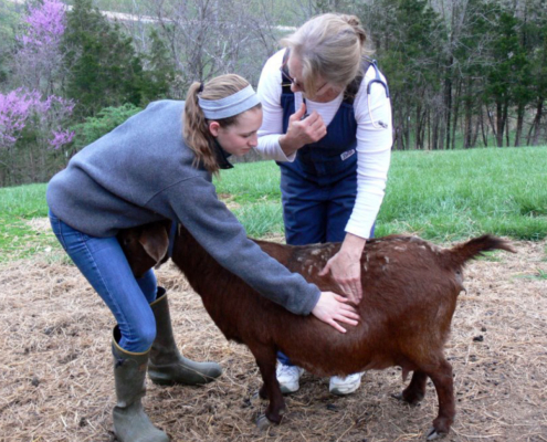 woman with her goat visiting a veterinarian