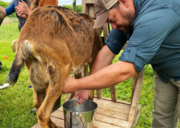 An Armed to Farm participant learns goat milking.