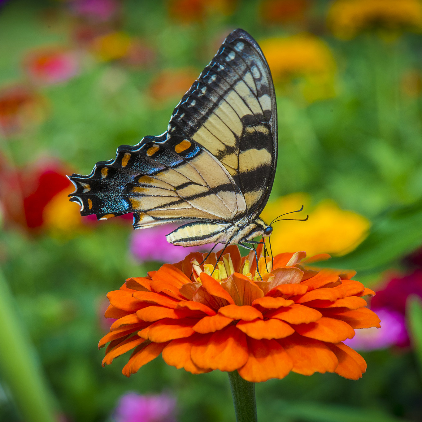 A butterfly sits on an orange flower