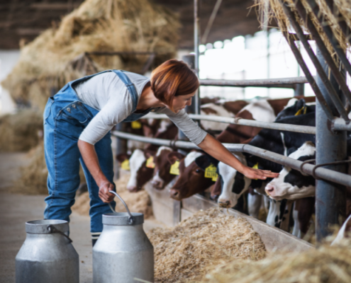 A woman touches her dairy cows