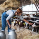 A woman touches her dairy cows