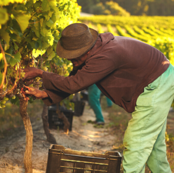 A farmer harvests grapes