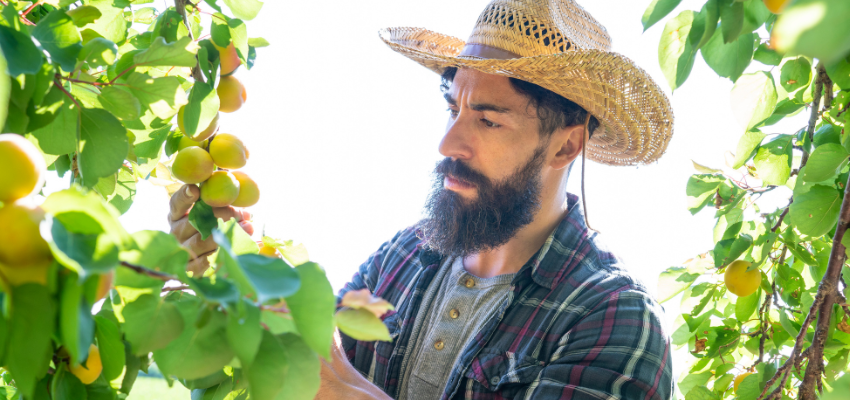 A fruit tree farmer inspects lemons