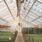 A view of the inside of a greenhouse