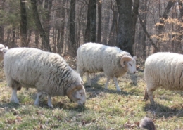 Gulf Coast rams