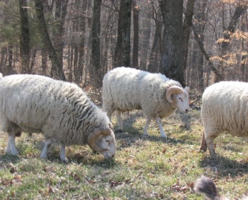 Gulf Coast rams