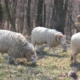 Gulf Coast rams