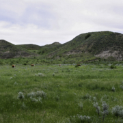 Hereford cattle grazing on an ARS research range in Montana.