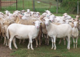 St. Croix and Katahdin sheep.