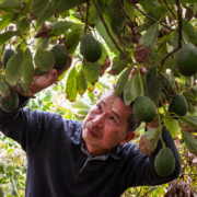 New farmer Leonardo Aguila checks his orchard of avocado trees on his 6.3-acre farm in Fallbrook, CA, on Nov. 11, 2018. USDA