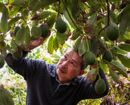 New farmer Leonardo Aguila checks his orchard of avocado trees on his 6.3-acre farm in Fallbrook, CA, on Nov. 11, 2018. USDA
