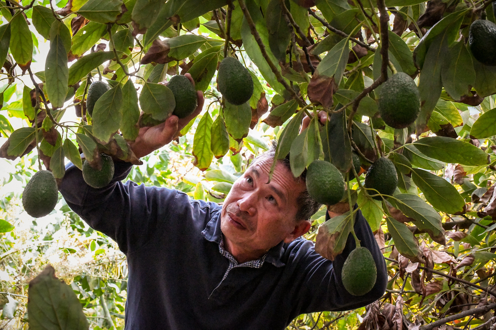 New farmer Leonardo Aguila checks his orchard of avocado trees on his 6.3-acre farm in Fallbrook, CA, on Nov. 11, 2018. USDA