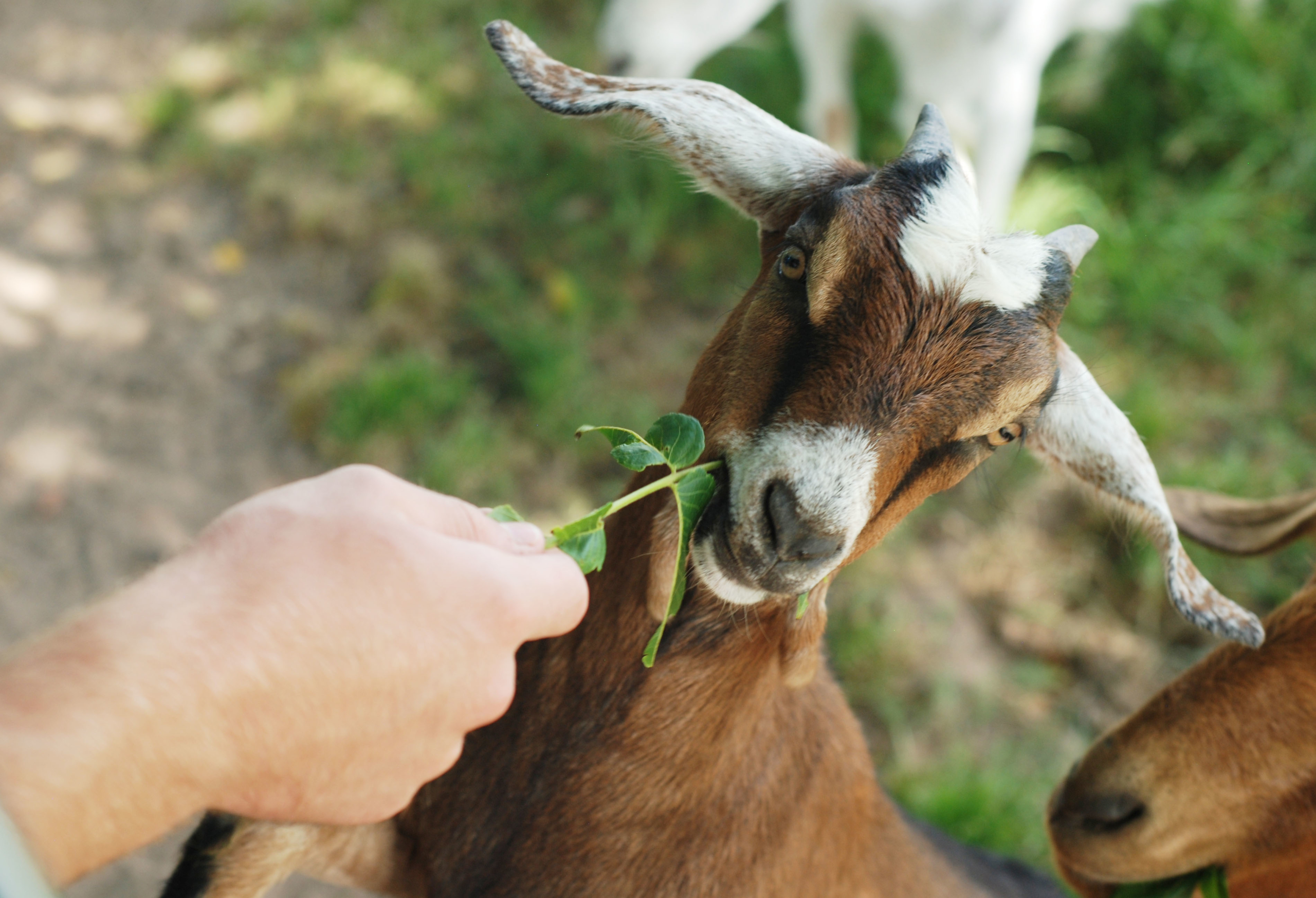 A goat eats a plant