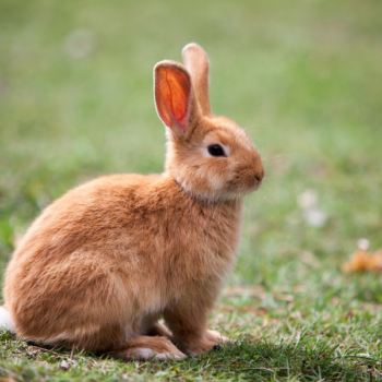 A red rabbit sits in a field