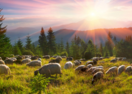 Sheep graze in the mountains