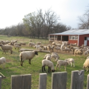 Barnlot full of sheep