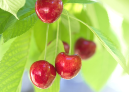 Red cherries growing on a tree