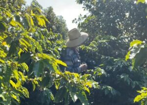 Coffee and avocado alley cropping systems increase yield by maximizing space.