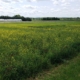 field of mixed species cover crops