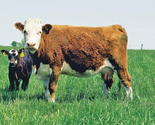 Cow and calf on a pasture in southern Iowa.