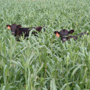 A cow and calf grazing on a summer cover crop of pearl millet.