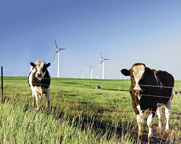 Cows in front of windmills