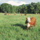 grassland and cattle