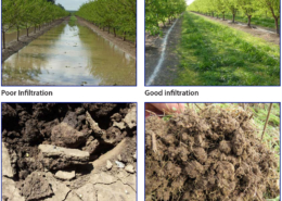 four photo depicting various stages of soil health